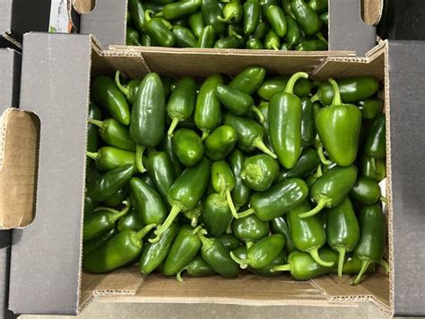 Pepper Chilli Jalapeno Green Langridge Organic Products Ltd