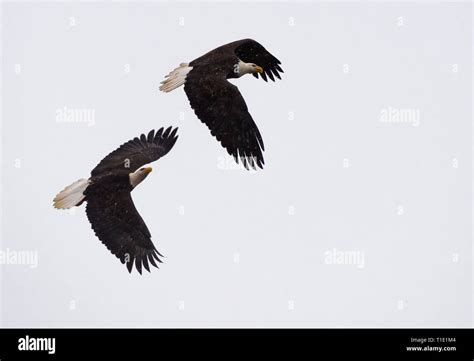 Pairs of bald eagles flying together Stock Photo - Alamy