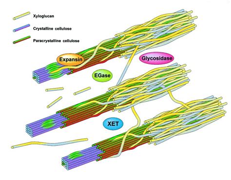 Cooperative Disassembly Of The Cellulosexyloglucan Network Of Plant