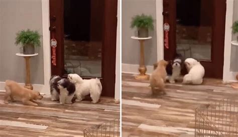 Tiktok Viral Perrito Aprovecha El Descuido De Sus Amigos Y Los