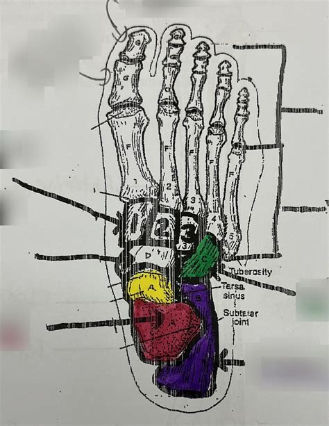 Foot bone diagram Diagram | Quizlet