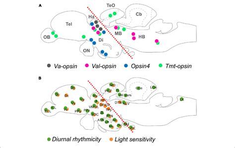 Opsin Localization And Photosensitivity In The Brain Of Adult Teleost