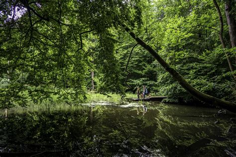 Fotogalerie N Rodn Park Hainich Stezka Korunami Strom V N Rodn M