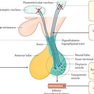 Pathogenetic Mechanisms In Acquired Central DI In The Triphasic