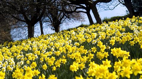 Yellow Daffodil Flower Field Hd Wallpaper Wallpaper Flare