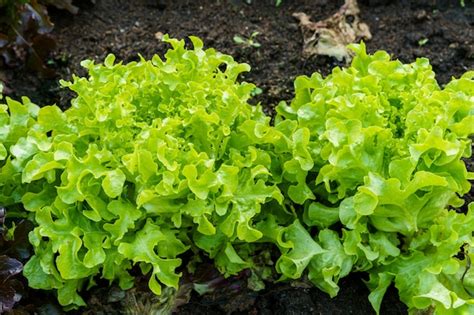 Hermosa Lechuga De Roble Verde Y Rojo Org Nico O Ensalada De Huerto En