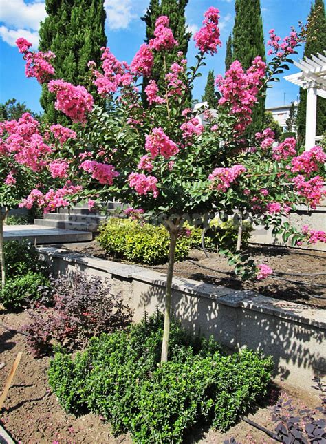 How To Plant And Care For Lagerstroemia Indica - Best Landscape Ideas