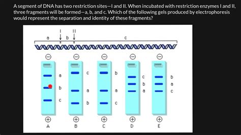 How To Read Gel Electrophoresis Bands YouTube