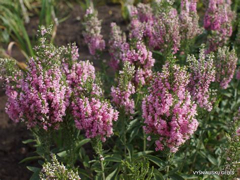 Veronica Plumosa Hot Pink Vyšniauskų gėlės