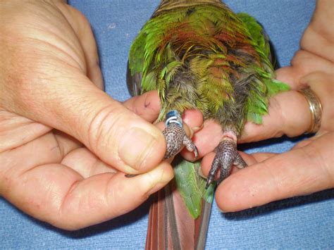 Leg Bands On Birds What Are They For Currumbin Valley Vet