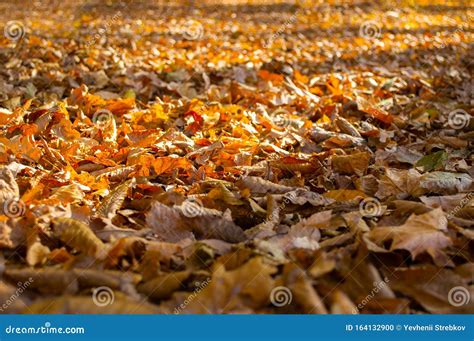 Fundo De Muitas Folhas Amarelas Secas Contexto Do Outono Foto De Stock