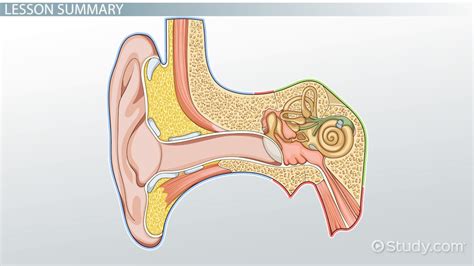 Cochlea: Anatomy, Function, And Treatment, 43% OFF