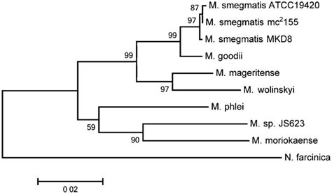 Molecular Phylogenetic Analysis Based On Concatenation Of Partial 16S