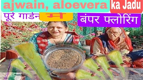 ajwain and aloe vera अजवइन और एलवर क ऑरगनक फरटलइजर पर