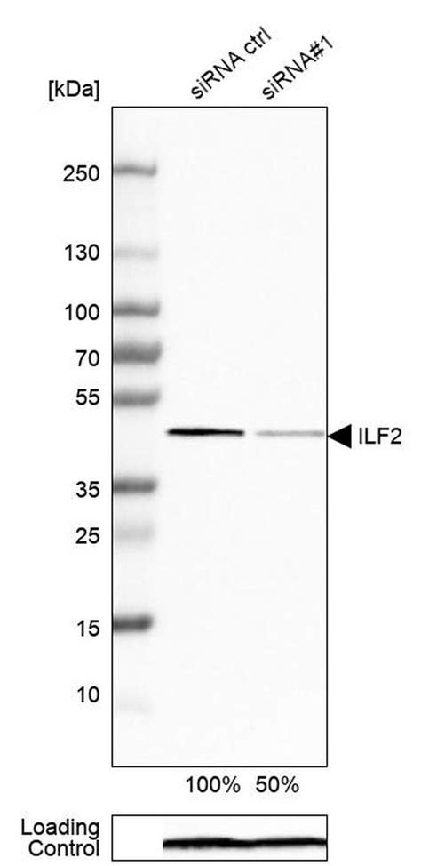 Ilf2 Polyclonal Antibody Invitrogen 100 μl Unconjugatedantibodies