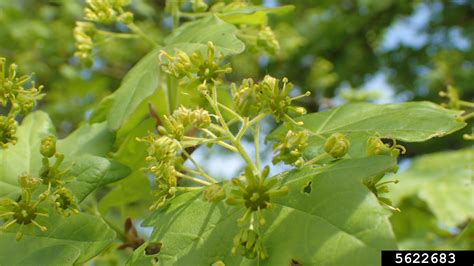 Montpellier Maple Acer Monspessulanum L