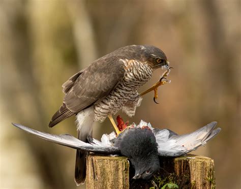 Eurasian Sparrowhawk Accipiter Nisus Phatimages Aberdeen Flickr