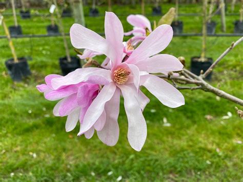 Magnolia X Loebneri Leonard Messel Loebner Magnolia Leafland