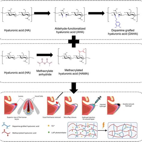 Chemical Characterization Of Hyaluronic Acid And Its Derivatives