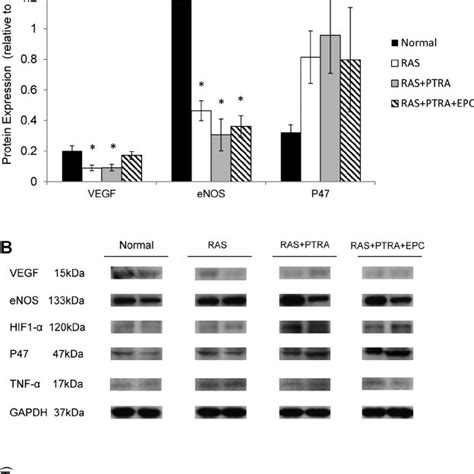 Representative Two Bands Per Group Immunoblots Demonstrating Protein Download Scientific