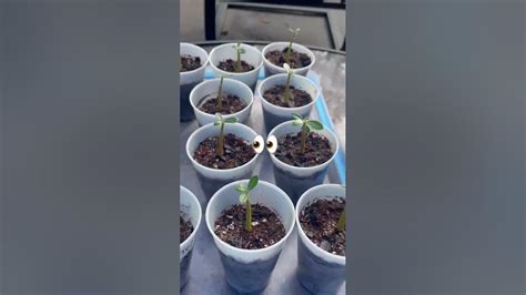 Desert Rose Seedlings 👀 Desertrose Adenium Plantlife Seedlings