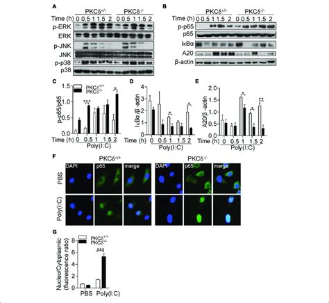 Pkc Deficiency Enhances Phosphorylation Of P And Expression Of