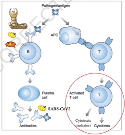 T Cell Mediated Immunity Flashcards Quizlet