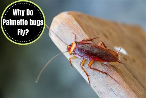 Do Palmetto Bugs Fly? A Visual Guide - The Cockroach Facts