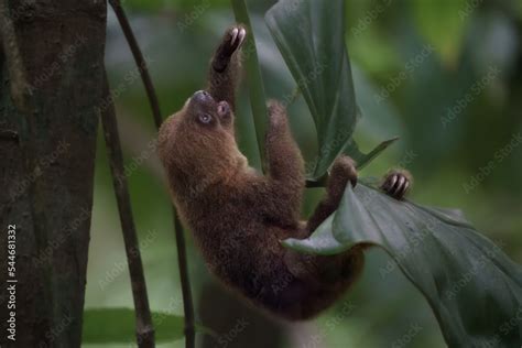 Baby Two-Toed Sloth in Panama rainforest Stock Photo | Adobe Stock