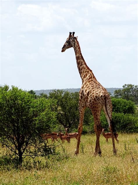 Giraffe Safari Afrika Kostenloses Foto Auf Pixabay