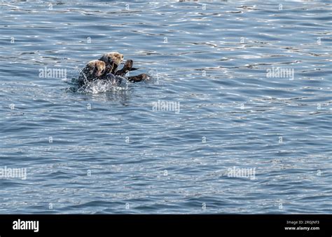 Two Sea Otters On The Surface In Prince William Sound Alaska Usa