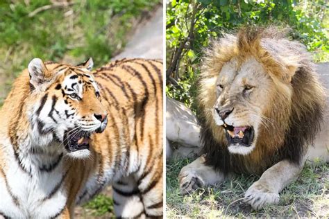 Lion vs Tiger: A Comprehensive Comparison - Leo Zoo