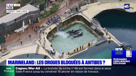 Marineland Sera Fix Mercredi Sur Le Blocage Du Transfert De Ses Orques