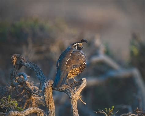 silver king quail breeding