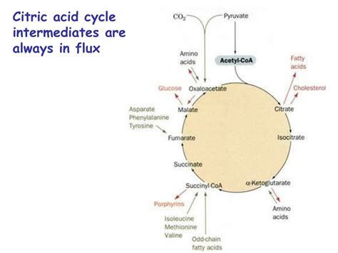 Ppt Citric Acid Cycle Krebs Cycle Tricarboxylic Acid Cycle Tca