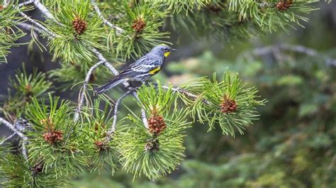 Edible plants: How to quickly, easily, and safely find them in the wild