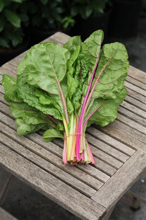 Rainbow Swiss Chard Bunched