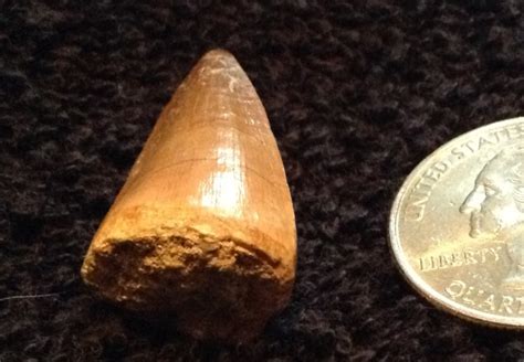 First Post Id Help Needed Mosasaur Tooth Fossil Id The Fossil Forum