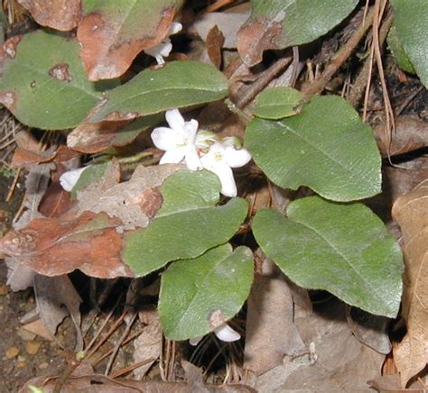 Trailing Arbutus Flowers Hide Among the Leaves