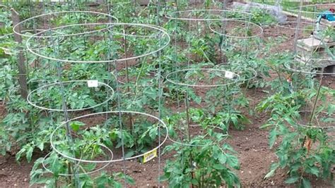 27 DIY Tomato Cage Trellis Stake Ideas Balcony Garden Web