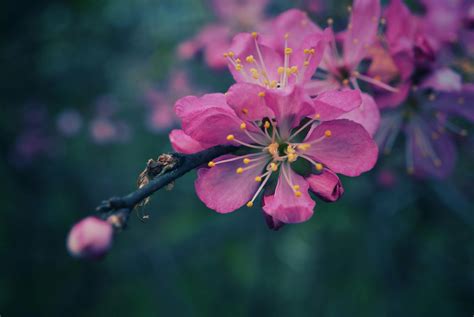 Бесплатные стоковые фото на тему prunus serrulata, азия, безмятежный ...