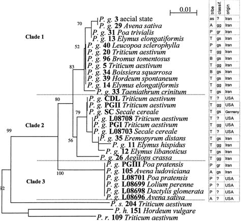 Phylogram From Neighbor Joining Analysis Of Puccinia Graminis DNA Data