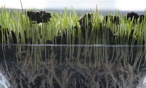 Grow Wheatgrass Easily Everything You Need To Know 2018 Update