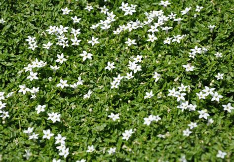 PRATIA Pedunculata Trailing Pratia Echuca Moama Plant Farm