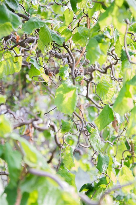 Garten Navi Korkenzieherhasel Corylus Avellana Var Contorta