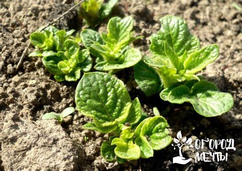 Какие удобрения лучше использовать при посадке картофеля