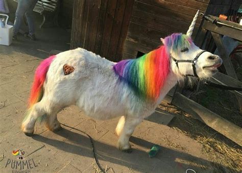 A Sweet Unicorn Cute Animals Cute Horses Cute Baby Animals