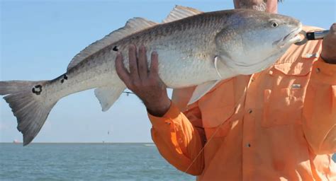 Louisiana Saltwater Fish Limits 2023 Top 48 Game Fish Active At