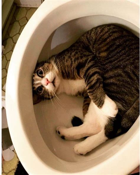 World Toilet Day 6 Cats Messing With Your Toilet VIDEOS CatTime