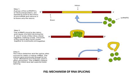 RNA Splicing Presentation Pptx